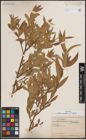 Foto von Salix excelsa S. G. Gmel.